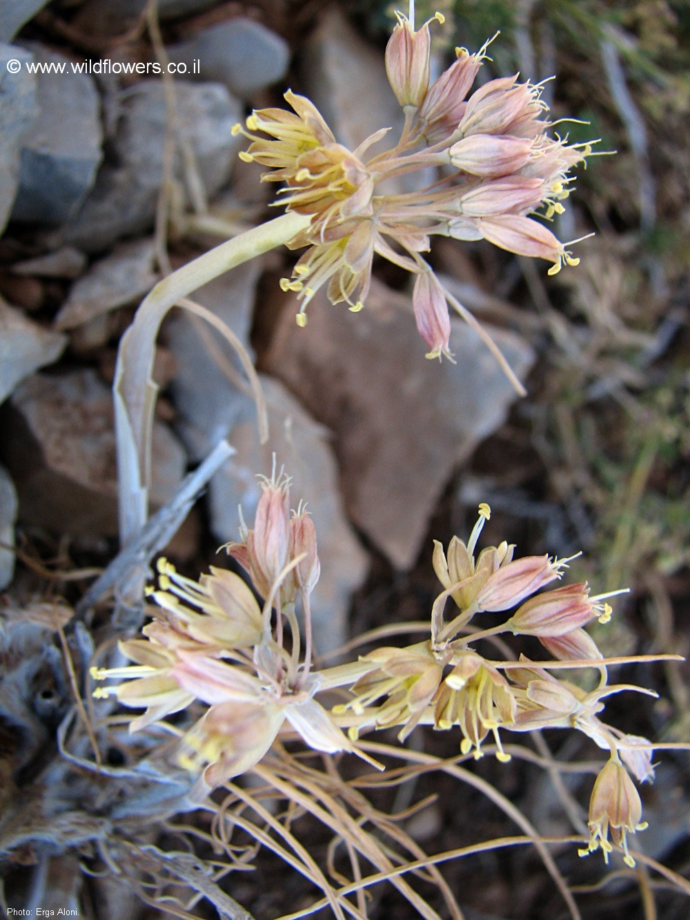 Allium pseudostamineum